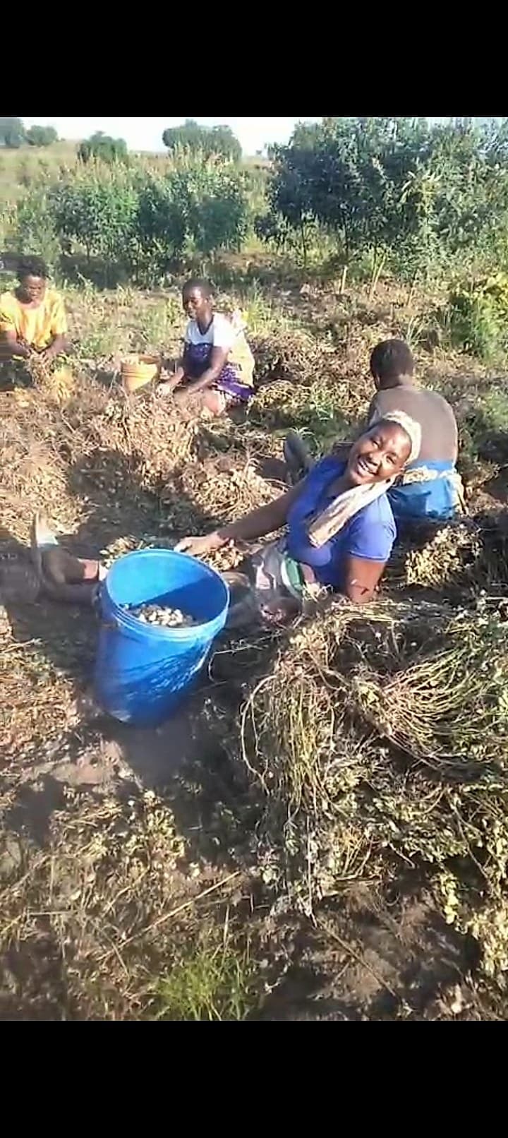 A group of women are harvesting groundnuts by hand in a dry field, filling a blue bucket with the shelled nuts.