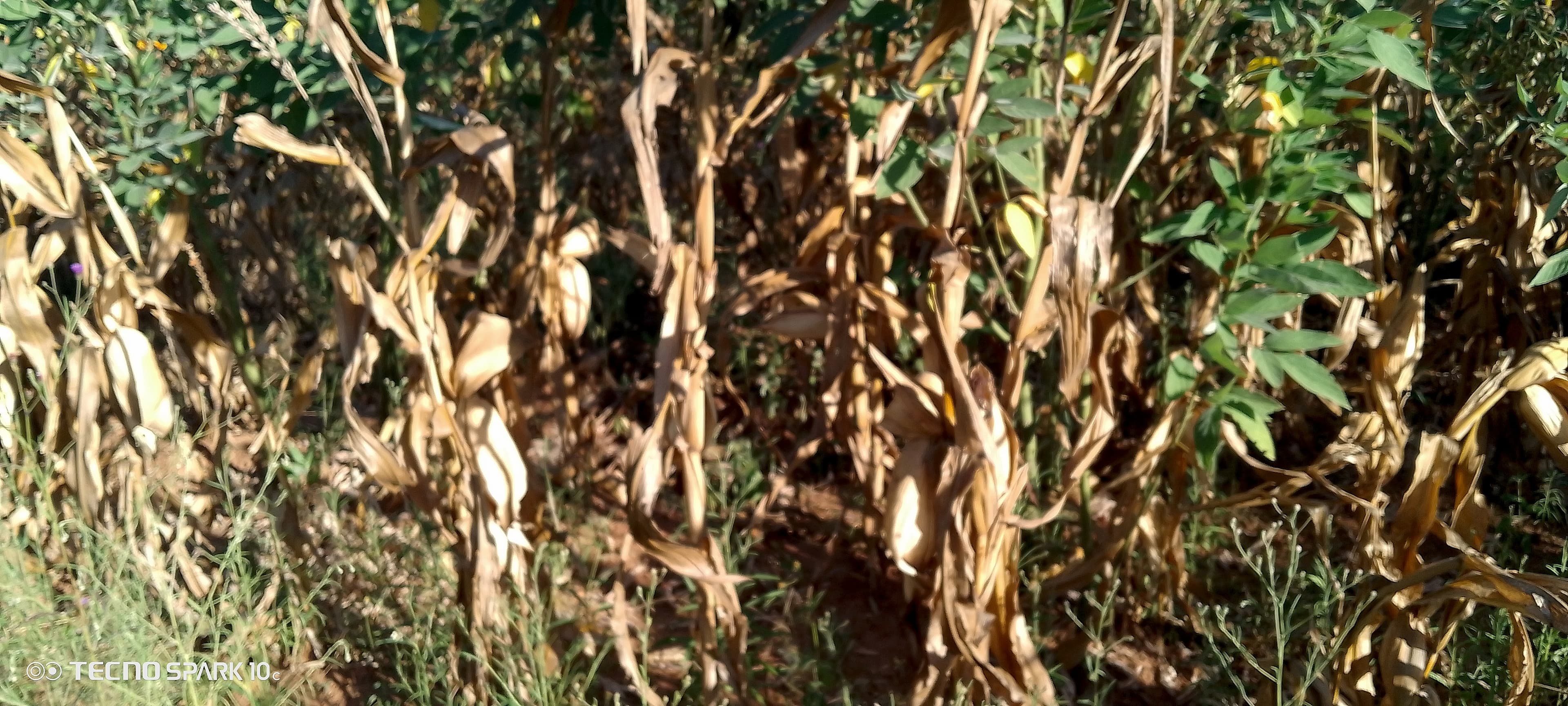 Dried and matured maize stalks stand in a field alongside green pigeon pea plants, suggesting the maize crop is ready for or past harvest.
