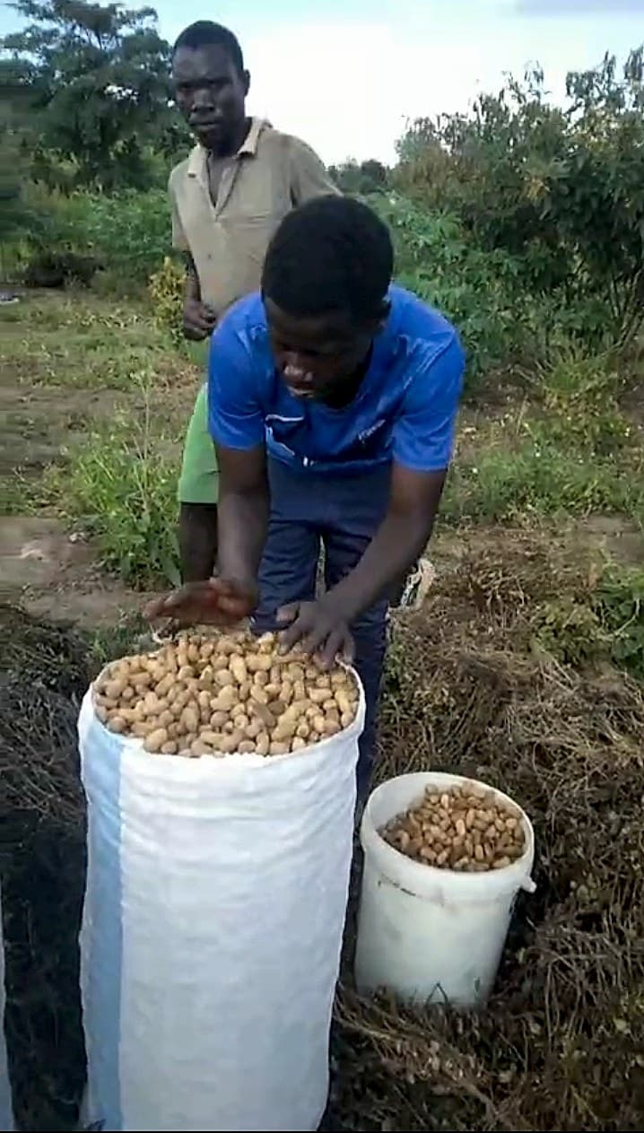Shabani and another farmer sort and pack freshly harvested groundnuts into a large white sack in the field.