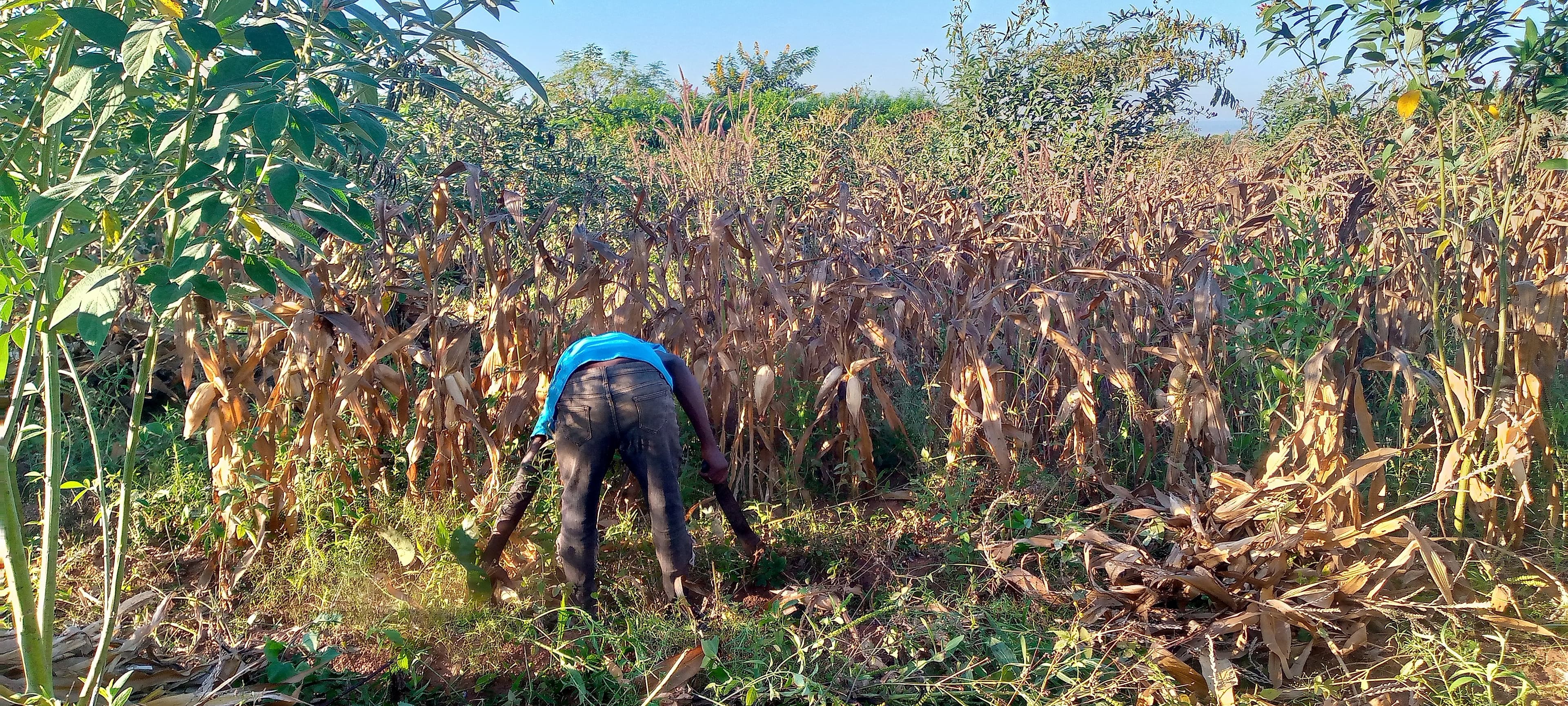 Shabani bends over to work at the base of mature, dry maize stalks, likely harvesting or clearing the field by hand.