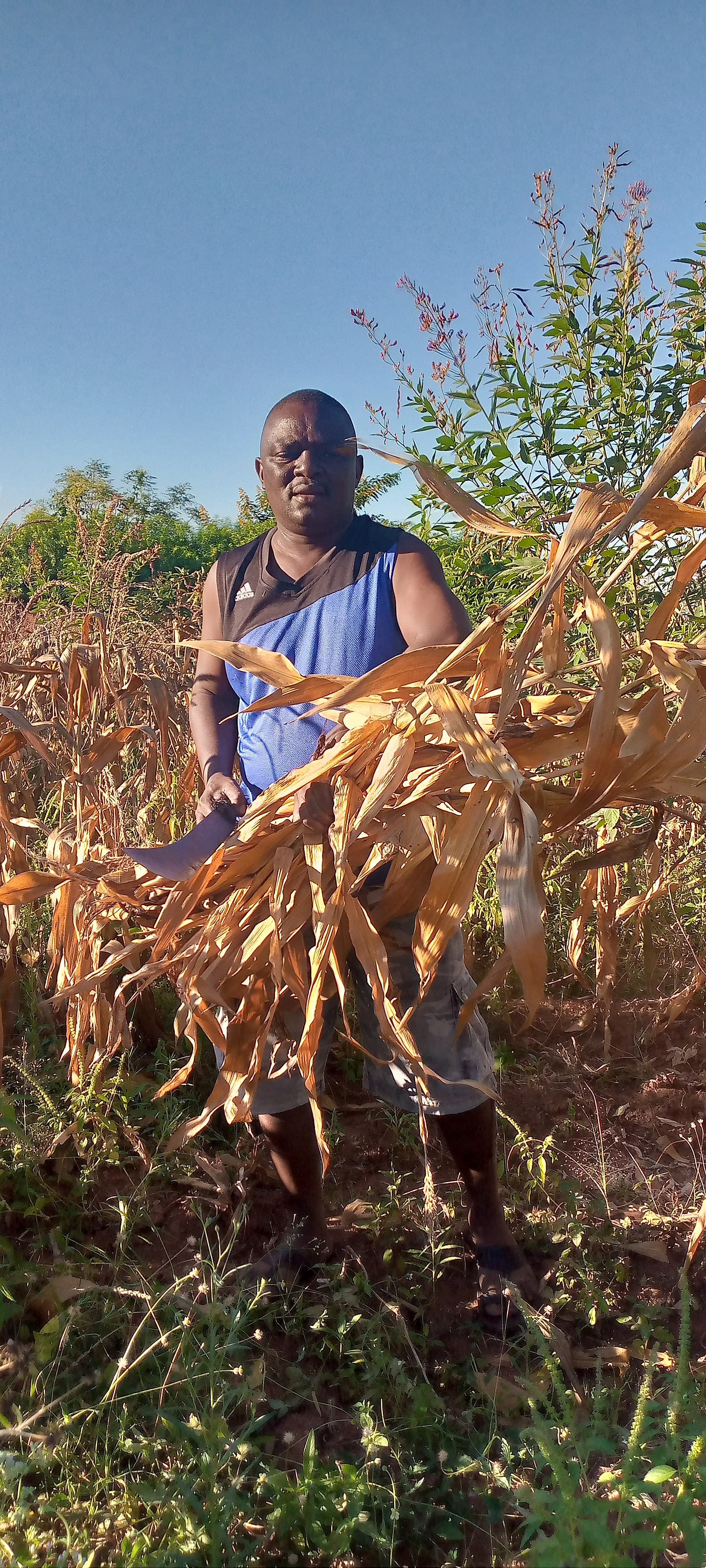 Shabani stands in his field among dried maize stalks, likely assessing the crop at the end of the growing season.