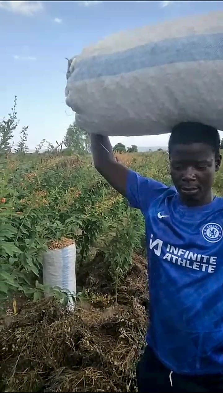 Shabani carries a large harvested bag of groundnuts on his head through the field.