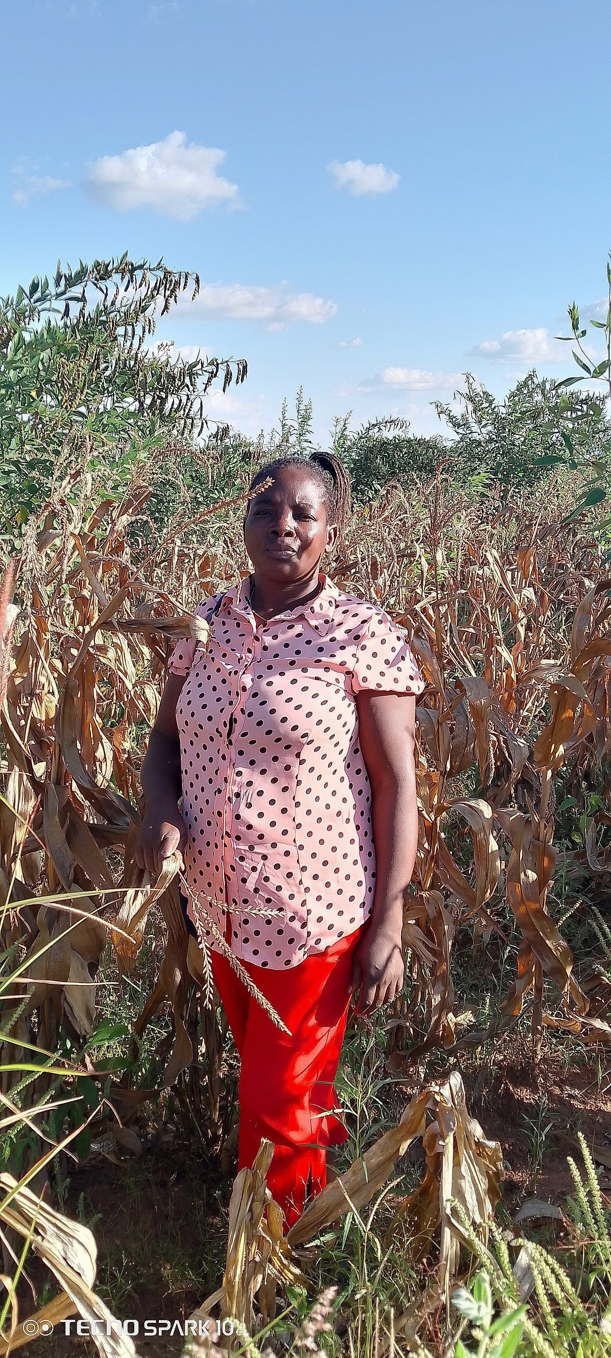 A farmer stands in a field among dried maize stalks, likely at or near harvest time.