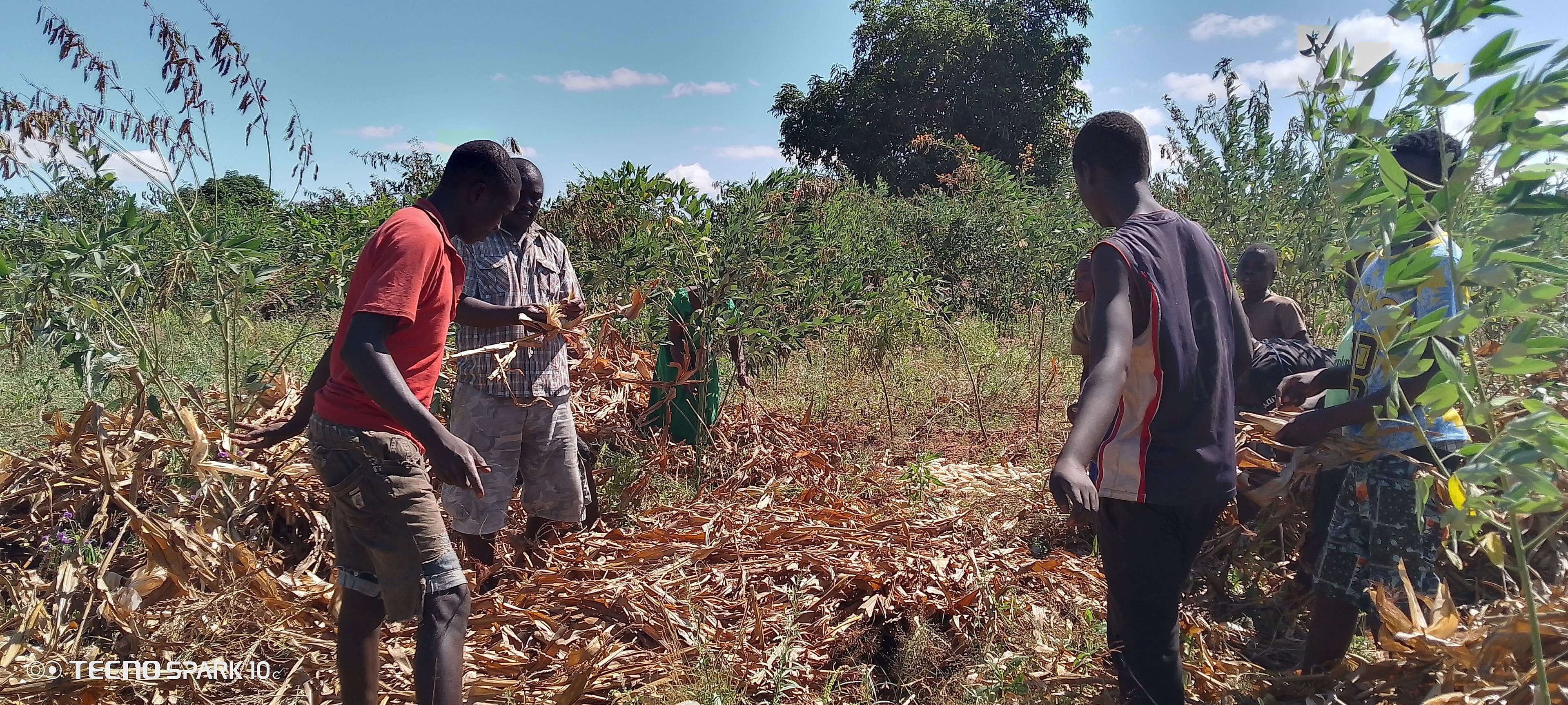 A group of farmers work together in a field, husking and sorting harvested maize stalks by hand under a sunny sky.