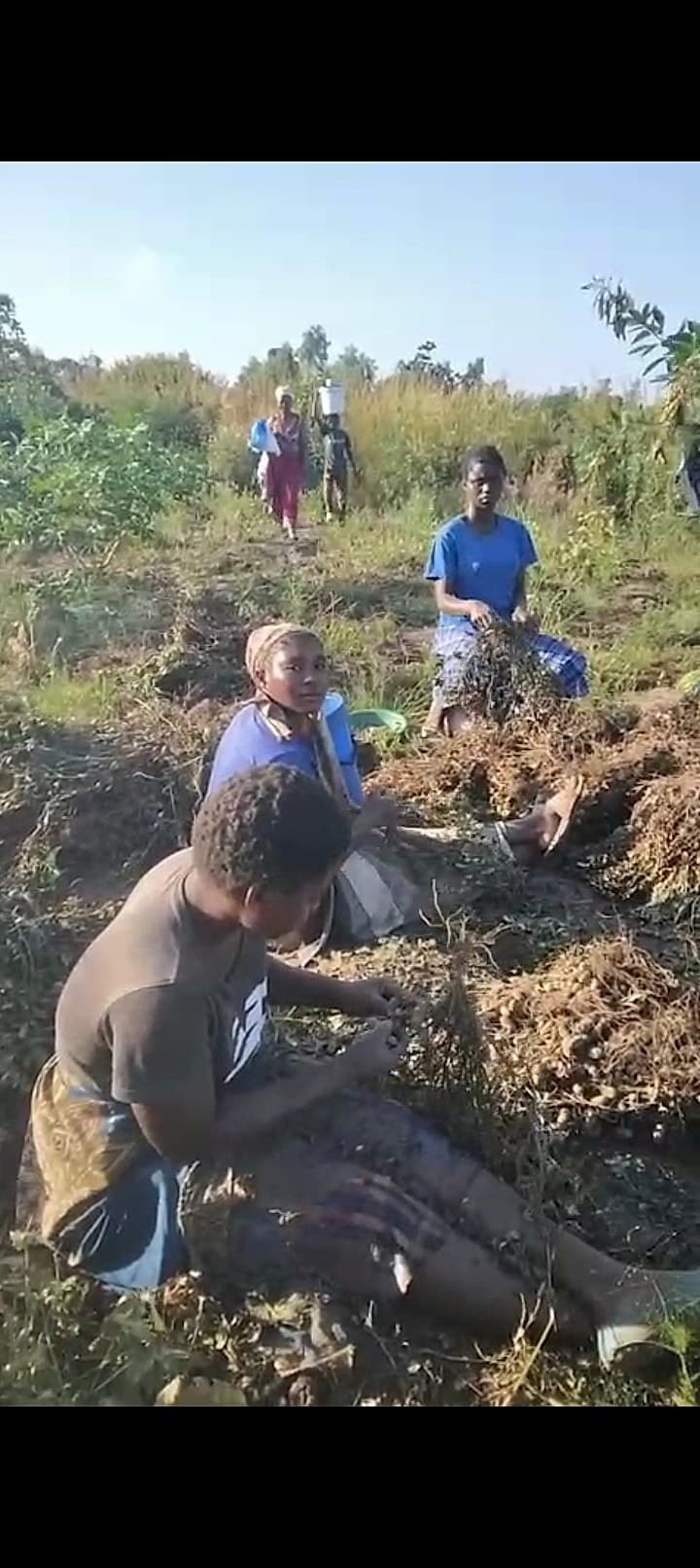 A group of farmers, including women and children, are harvesting groundnuts by hand from dry soil in an open field.