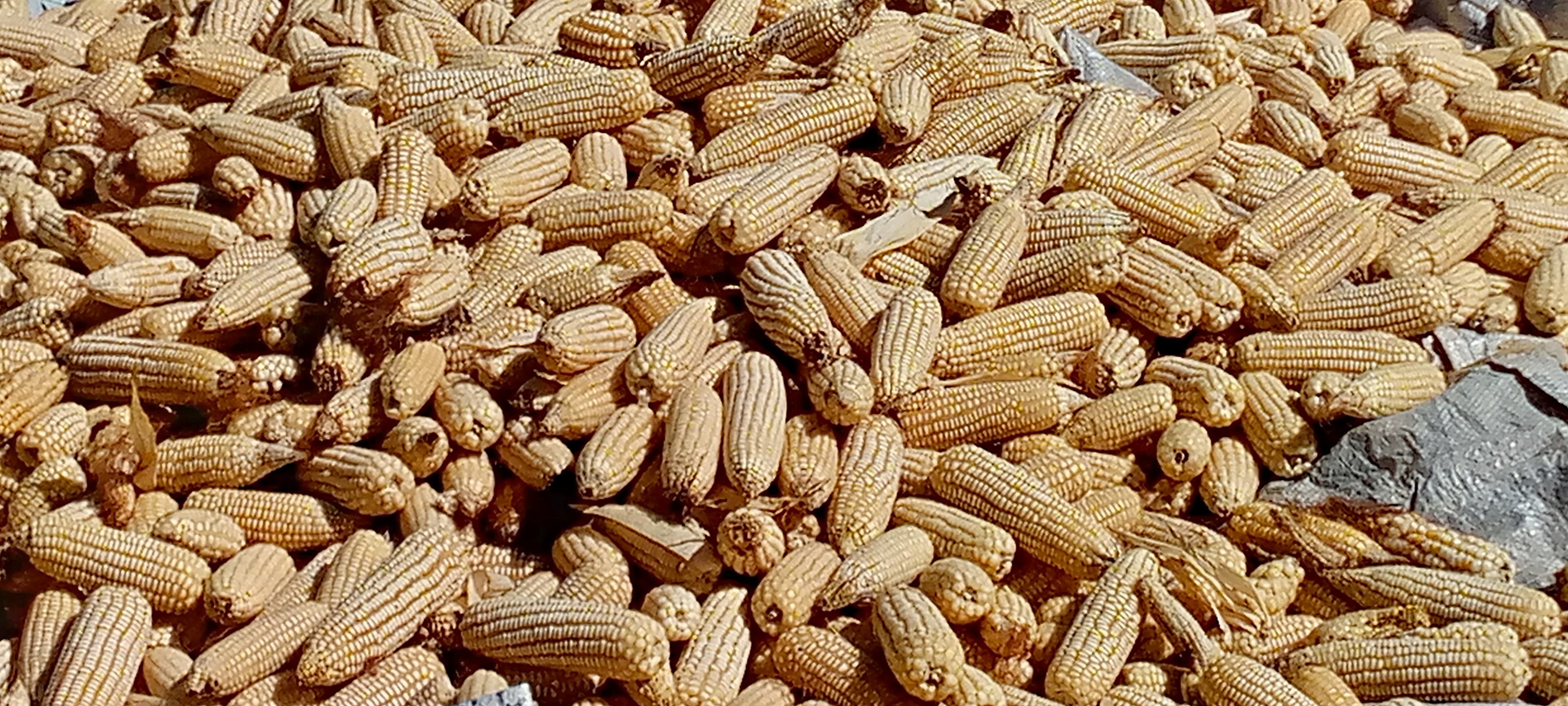 A large pile of dried maize cobs with kernels still attached are spread out, likely after harvest and husking.