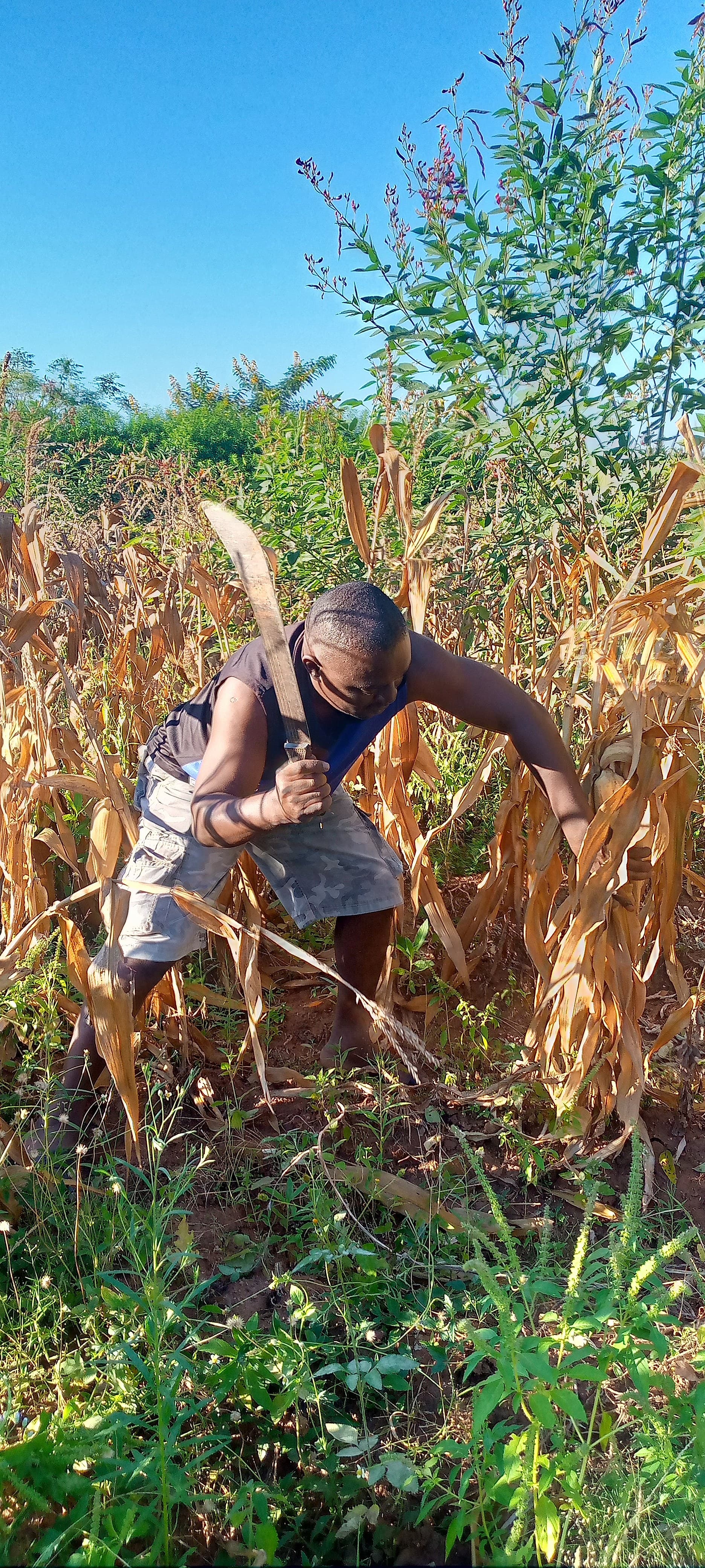Shabani is using a machete to clear weeds and dry crop stalks between rows of mature, dried maize plants in his field.