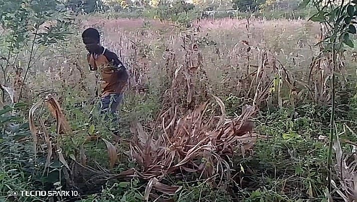 Shabani works through a field of dried maize stalks, likely harvesting or clearing the crop at the end of the season.