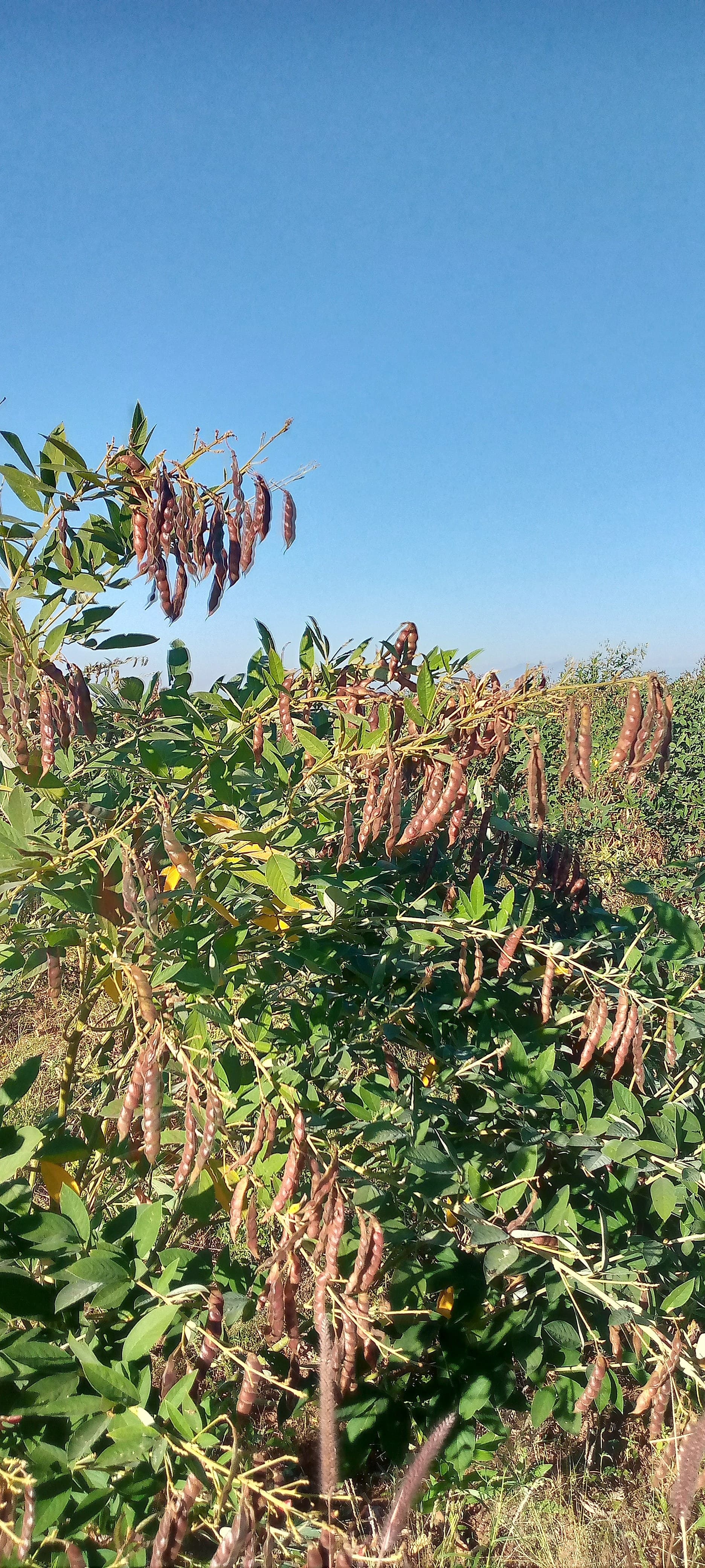 A field of pigeon pea plants with mature, dark reddish-brown seed pods ready for harvest under a clear blue sky.