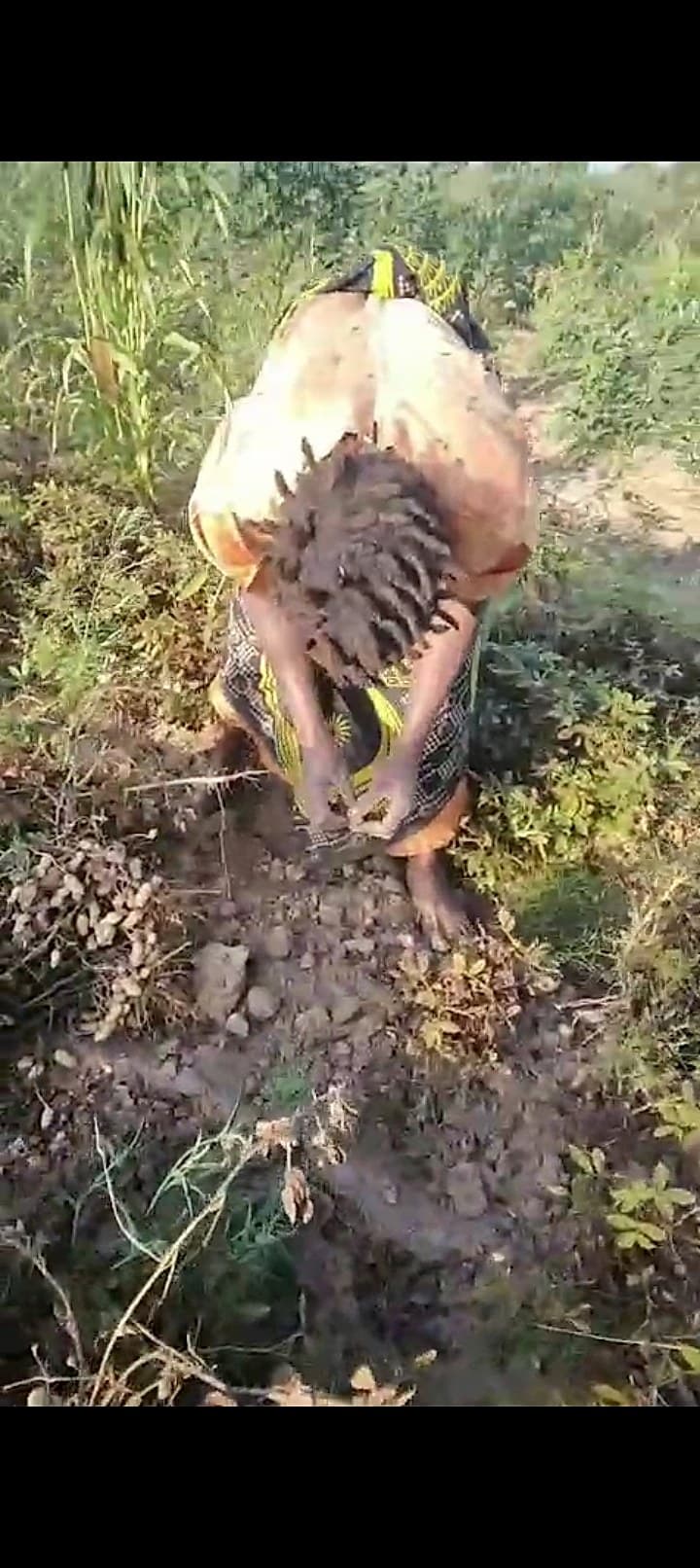 Shabani is bent over harvesting groundnuts by hand from the dry, loosened soil in his field.