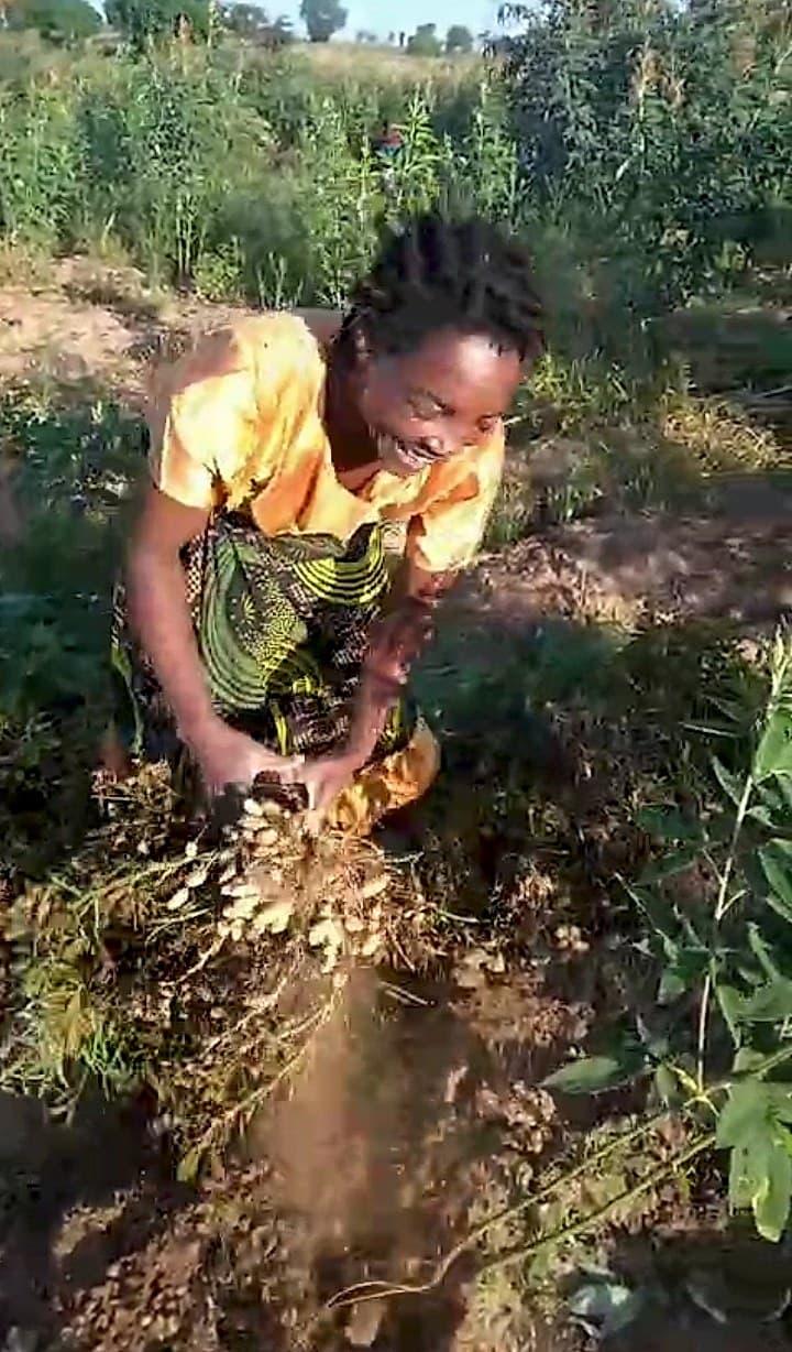 A woman harvests groundnuts by hand from the soil in a green, lush field.