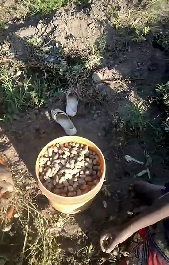 A yellow bucket filled with harvested groundnuts sits on the ground in a field, with a pair of sandals visible nearby.