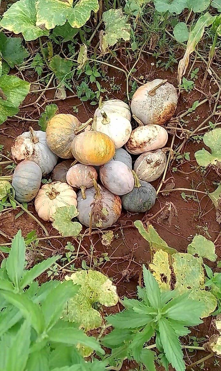 A collection of harvested pumpkins of various sizes and colors has been gathered and piled together on the red soil of the farm.