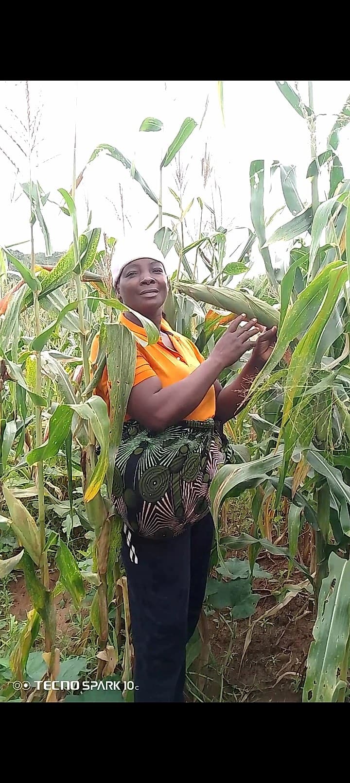 A farmer stands in a lush maize field, examining an ear of corn still on the stalk.