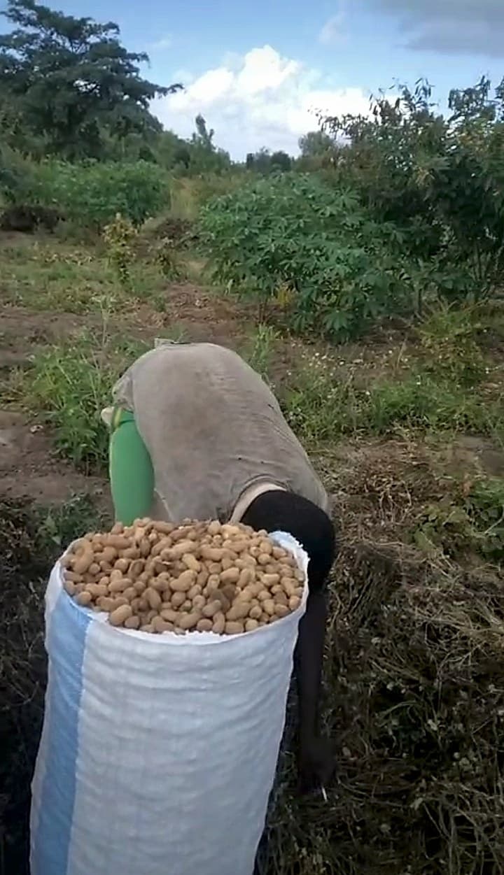 Shabani pours a large sack of freshly harvested groundnuts into a woven storage bag in the field.
