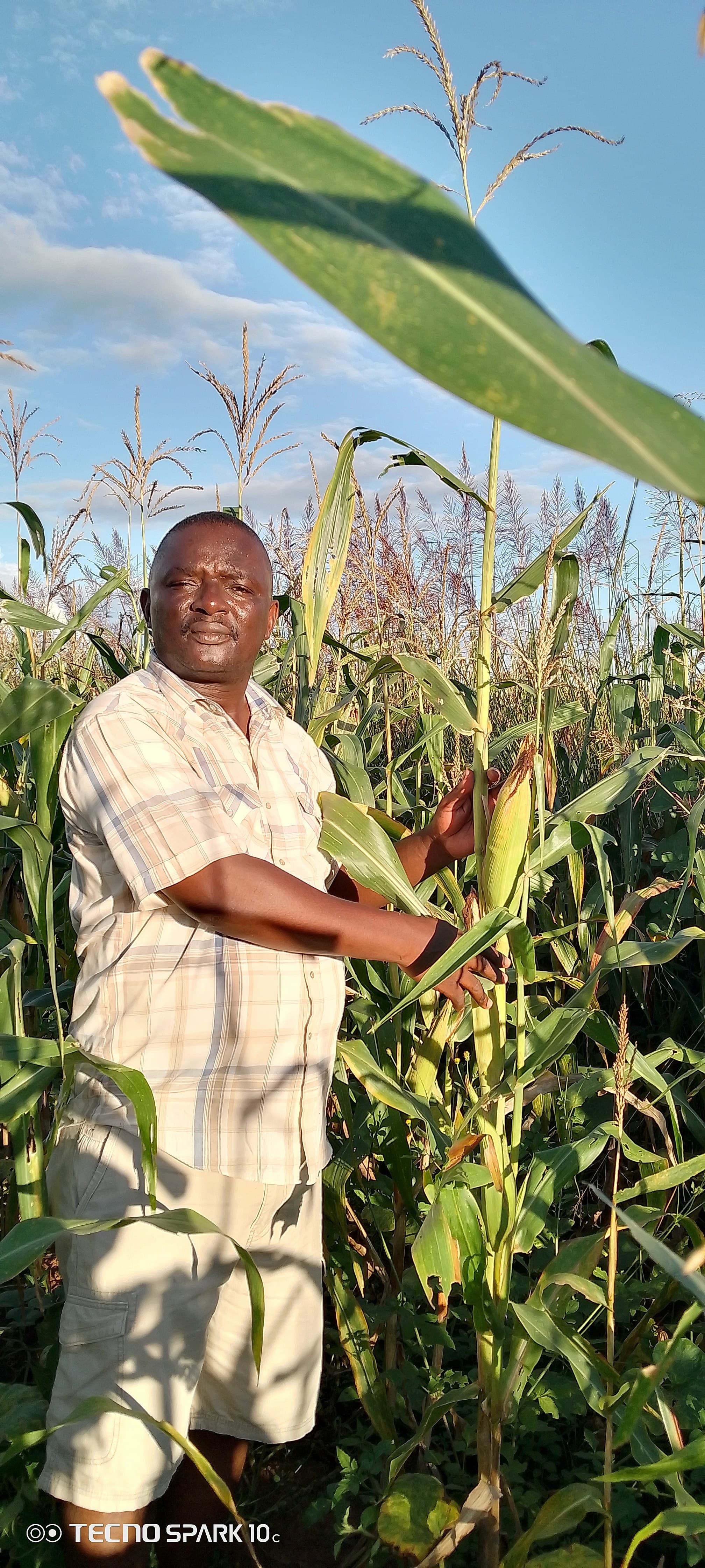 Shabani stands in his field inspecting a maize cob on a tall, healthy-looking maize plant under a partly cloudy sky.