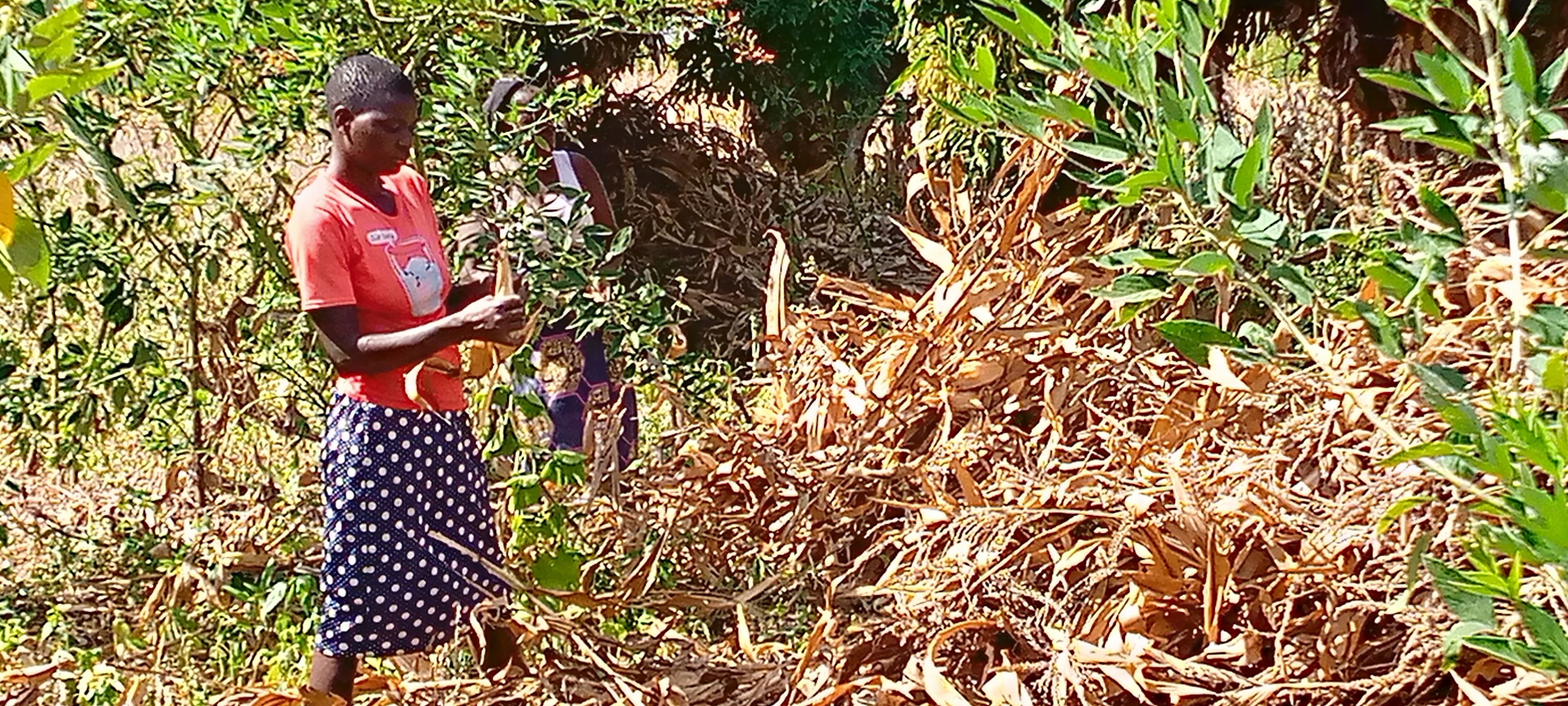 A woman in a red shirt and polka-dot skirt examines plant material while standing in a field among dried crop residue and green vegetation.