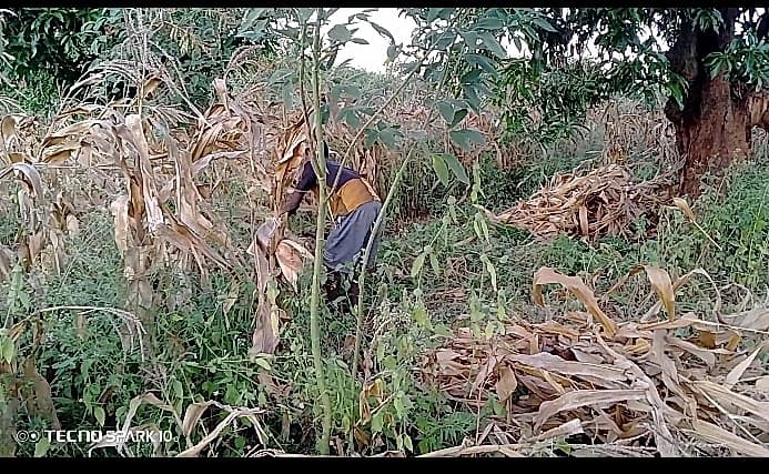 Shabani works among dried maize stalks in his field, likely harvesting or clearing the crop after the growing season.