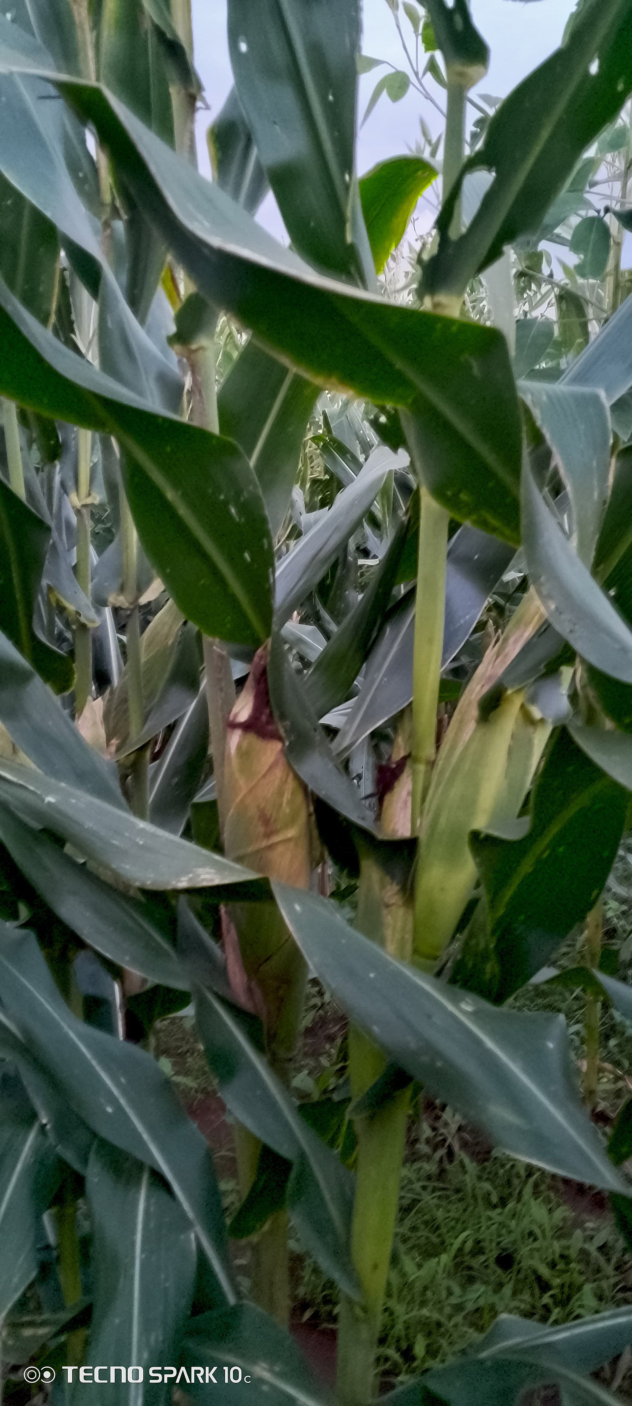 A dense maize field shows tall green stalks with developing cobs visible among the tightly packed leaves.