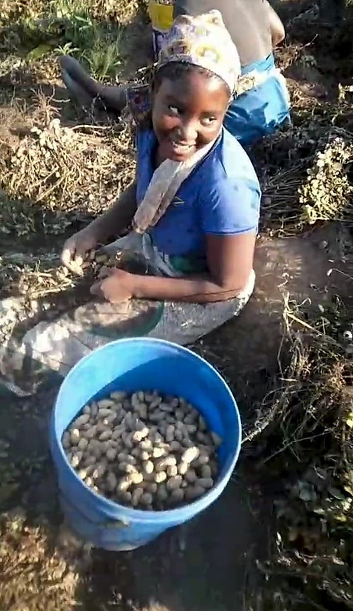 A smiling woman sits in the field harvesting groundnuts, collecting them into a blue bucket.