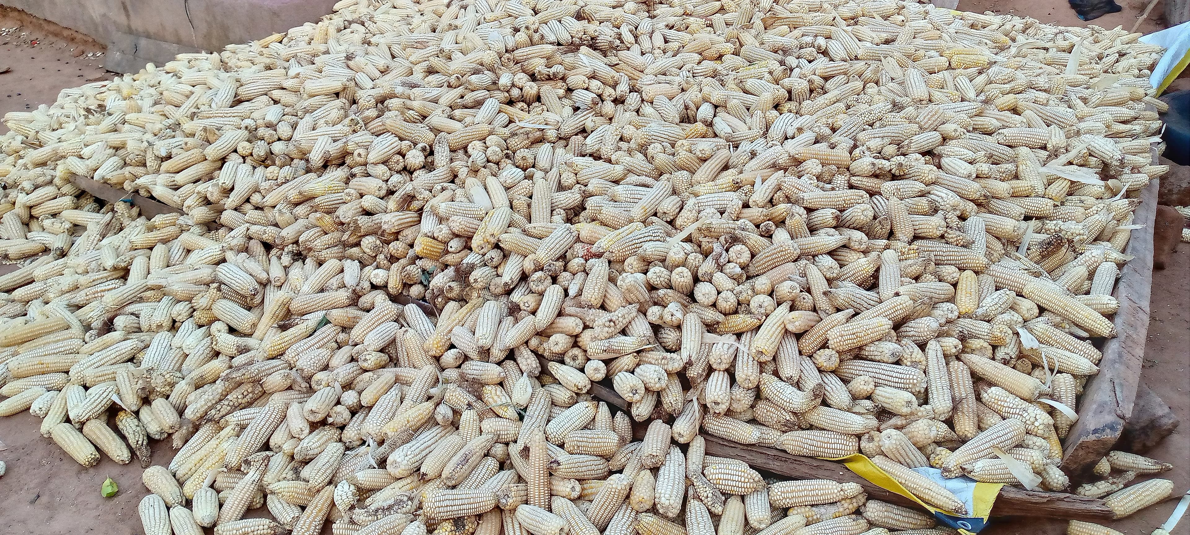 A large harvest of dried maize cobs is spread out and piled on a raised wooden platform, likely for sun-drying or sorting after harvest.