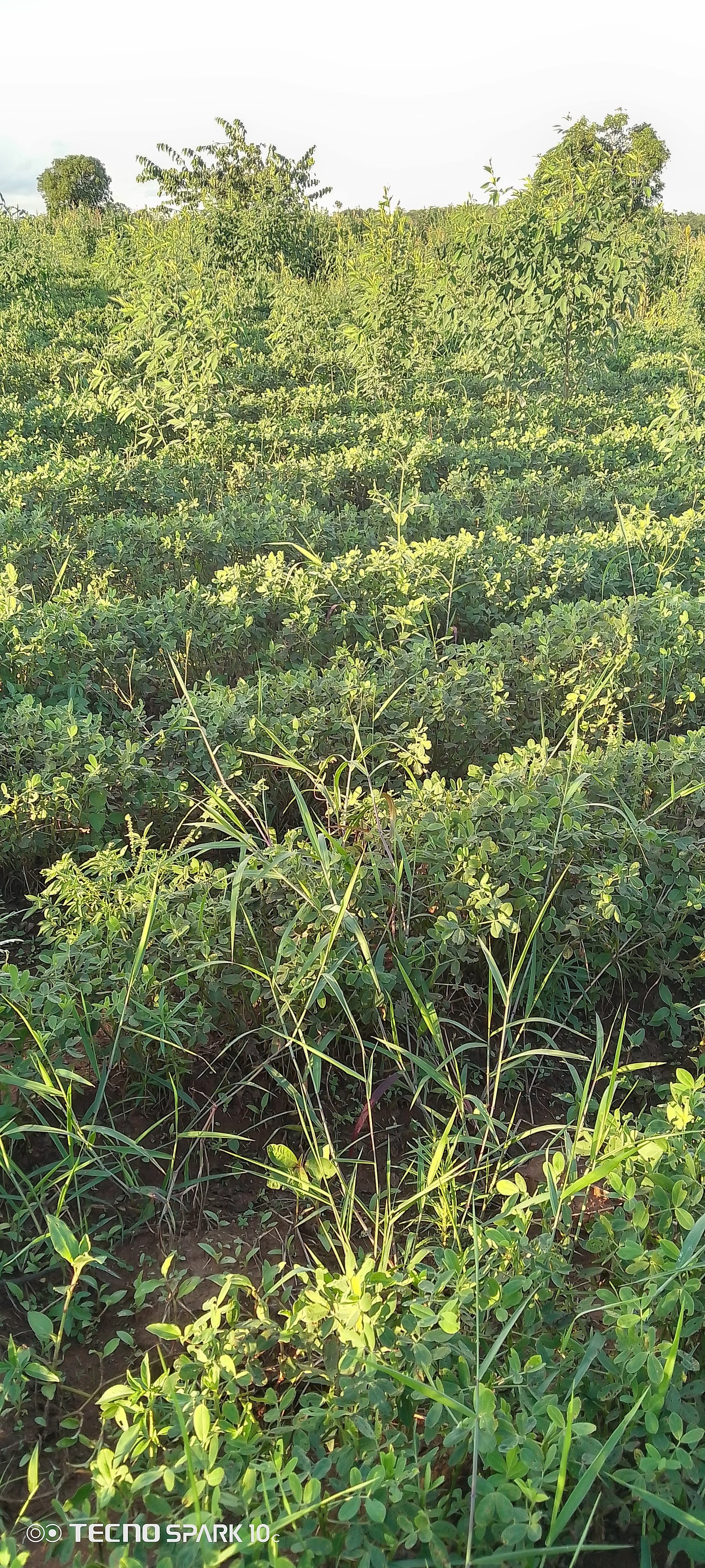 A lush groundnut field with dense green canopy shows good crop establishment, though visible grass weeds are competing with the crop between the rows.