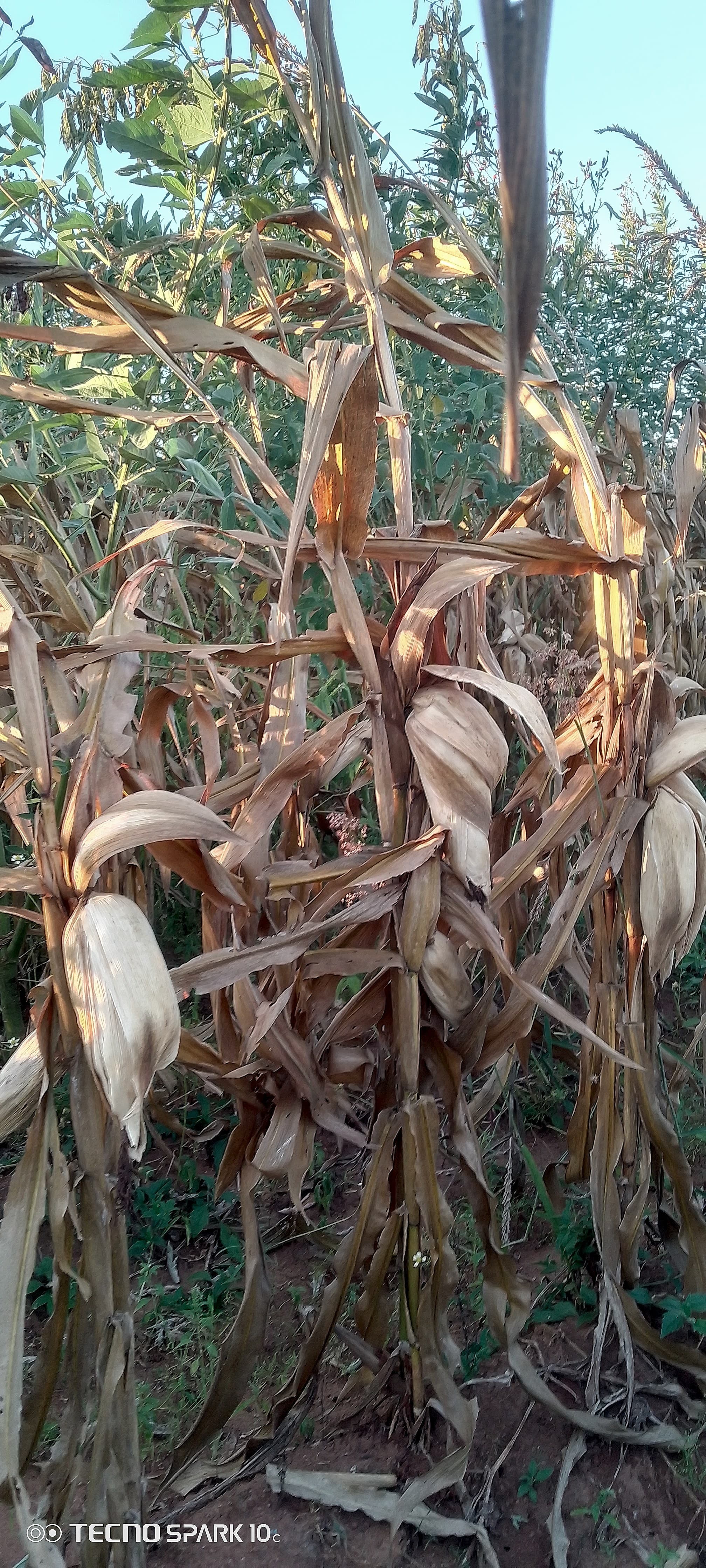 Mature maize plants with dried husks and ears ready for harvest stand in Shabani's field alongside other crops.