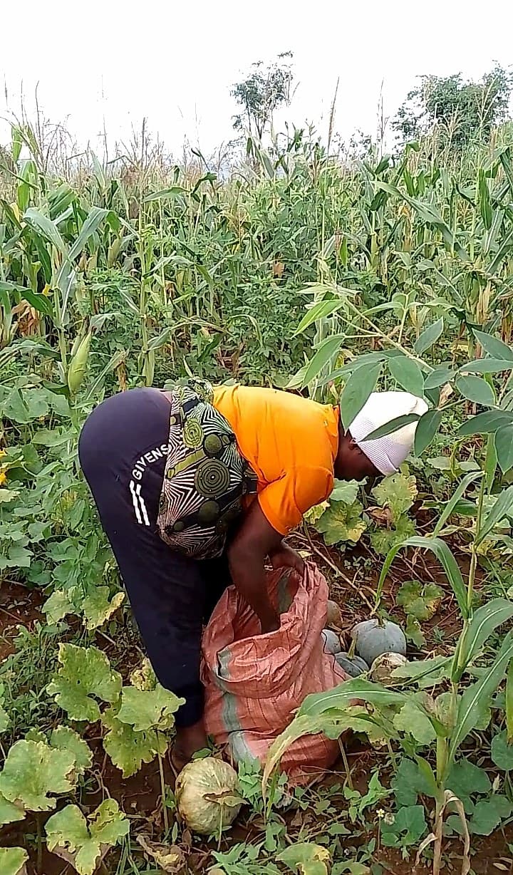 A farmer bends over to harvest pumpkins from a mixed crop field, collecting them into a large woven sack surrounded by maize and pumpkin vines.