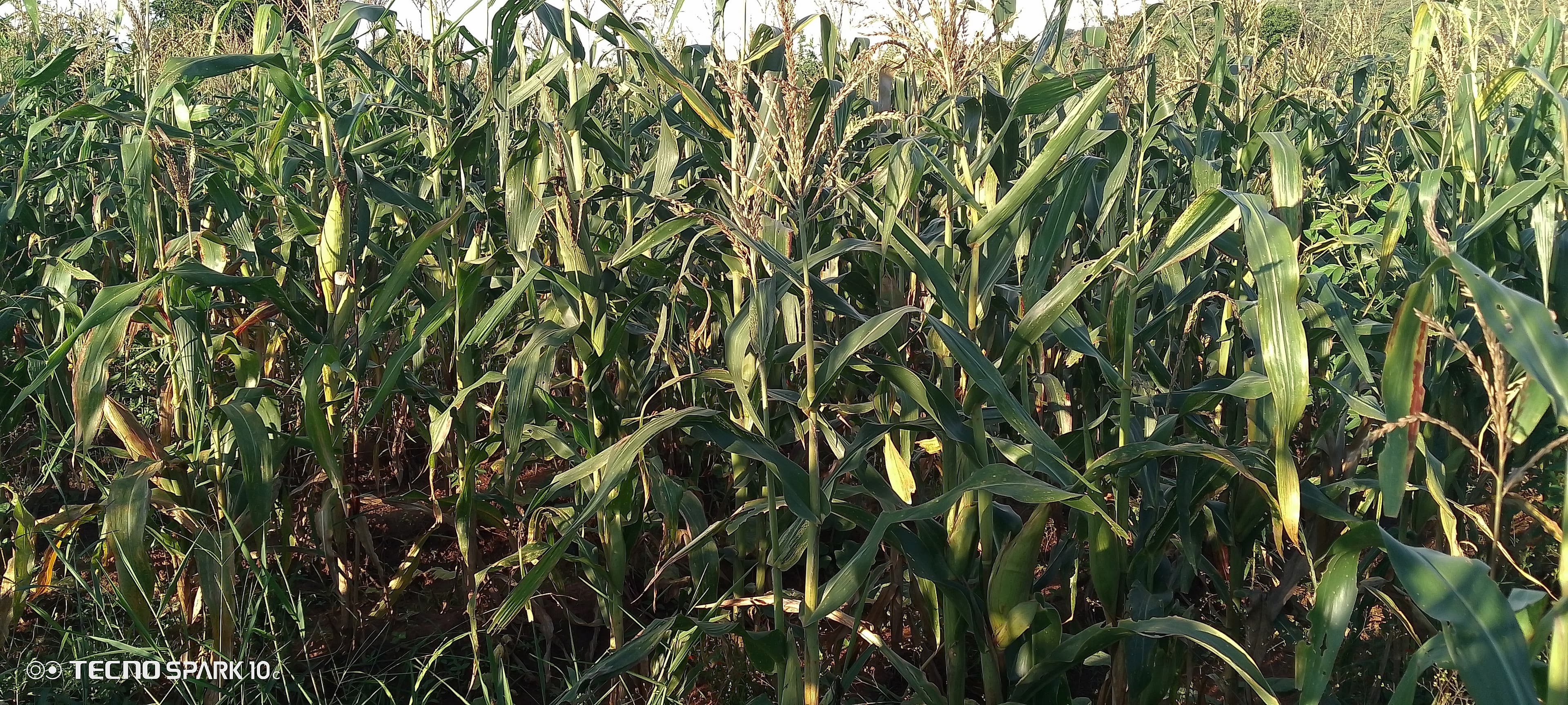 A dense stand of maize plants in full vegetative growth, with visible ears forming on the stalks and tassels emerging at the tops, suggesting the crop is approaching pollination stage.