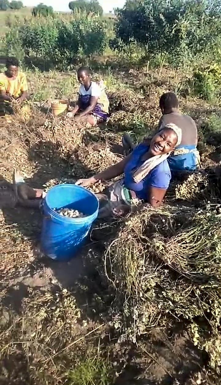 Several farmers are harvesting groundnuts by hand in a dry field, collecting the pods into a blue bucket.