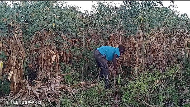 Shabani bends down to work among a mix of mature and drying crops in his field.
