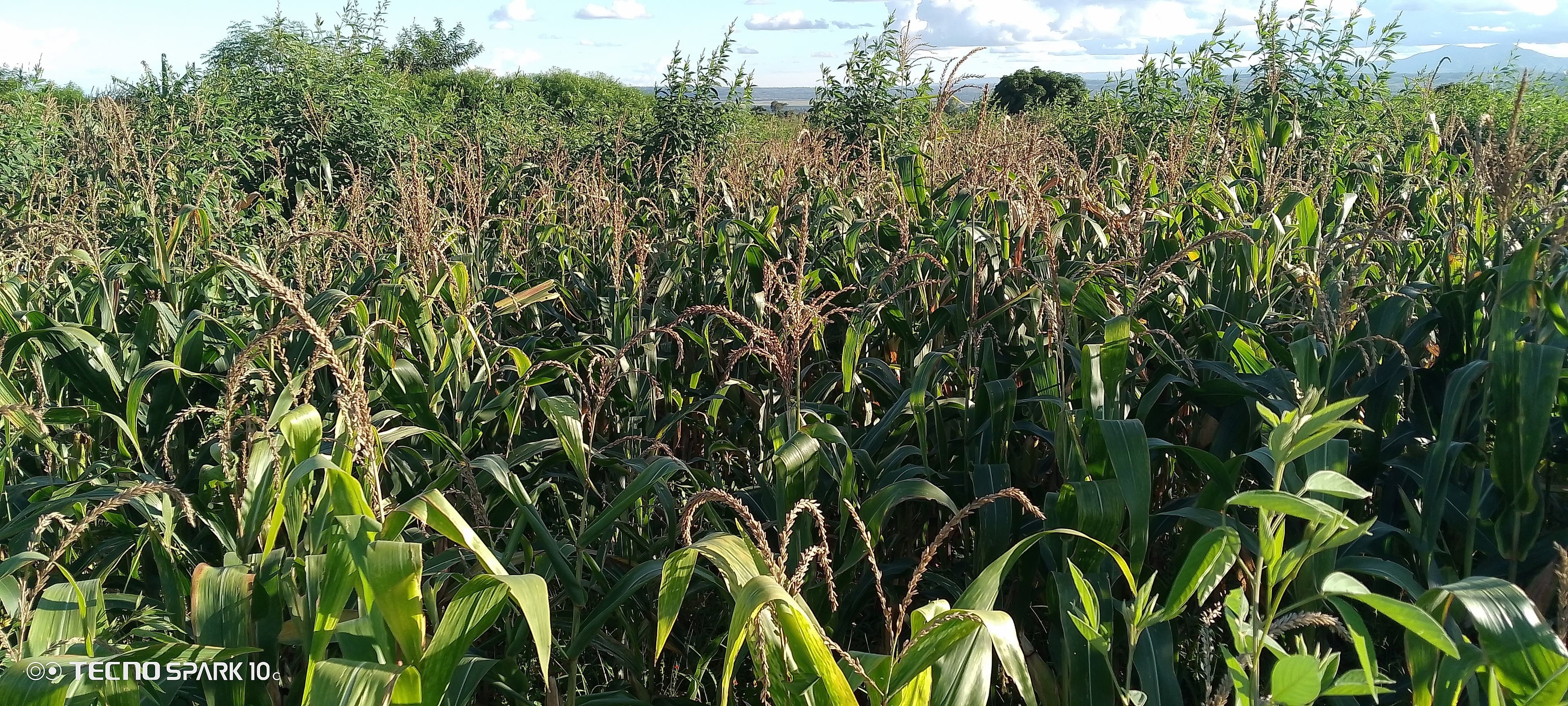 A dense maize field is shown at or near tasseling stage, with tall green stalks and brown tassels visible across the entire plot, set against a backdrop of trees and partly cloudy skies.