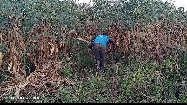 Shabani is working among dry maize stalks in his field, possibly harvesting or clearing the crop.