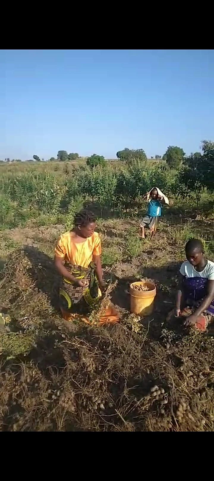 A woman and two children are harvesting groundnuts by hand in a dry field, collecting them into a bucket.