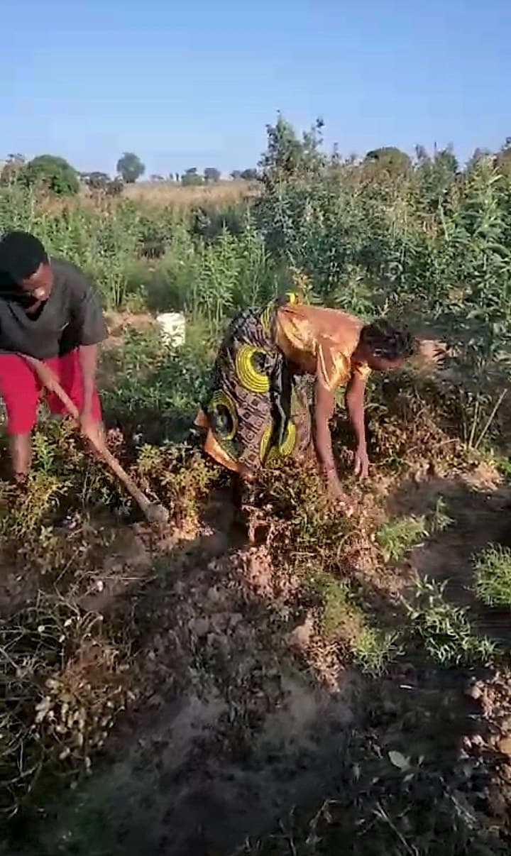 Two farmers are harvesting groundnuts by hand and hoe in a field surrounded by green crops under a clear blue sky.