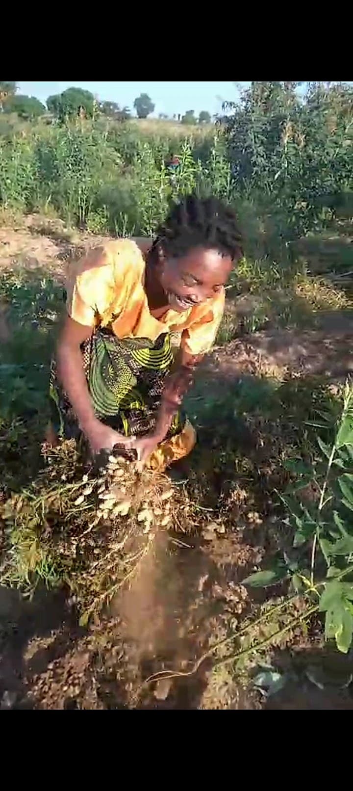 A farmer is harvesting groundnuts by hand, pulling up the plants and shaking off the soil in a field.