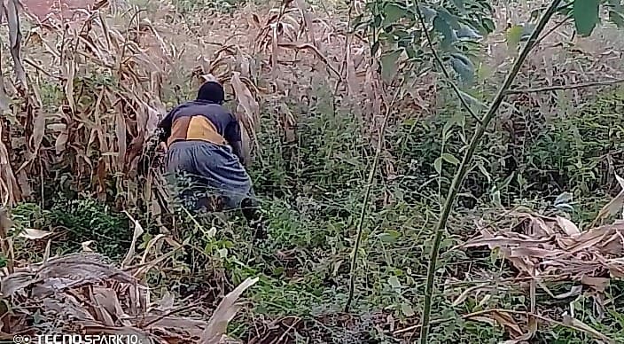 Shabani is crouching and working among dense vegetation in a field with dried maize stalks and green ground cover.
