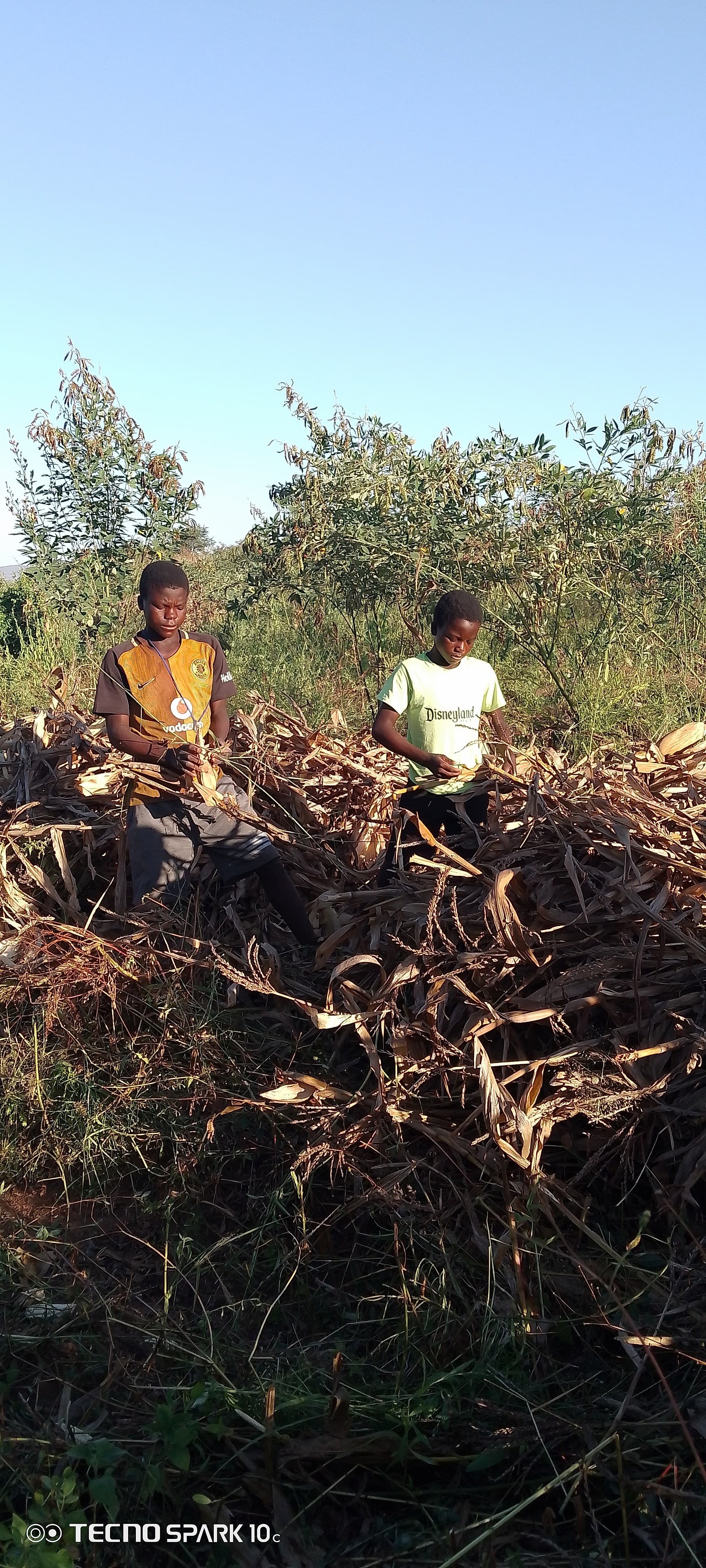 Two young workers are husking harvested maize cobs by hand from a large pile of dried stalks in an open field.