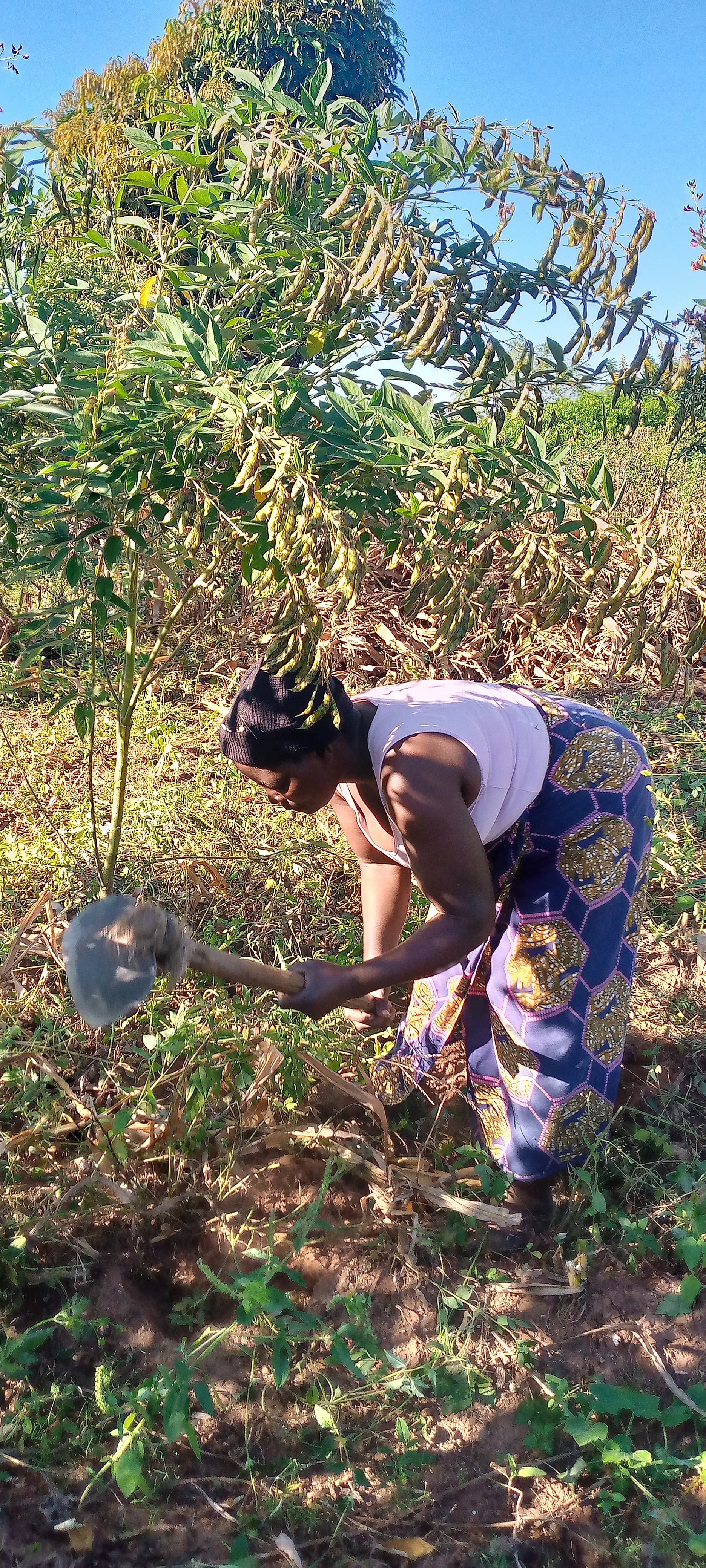 A woman works in the field using a hand hoe to weed or cultivate the soil near tall pigeon pea plants heavy with pods.