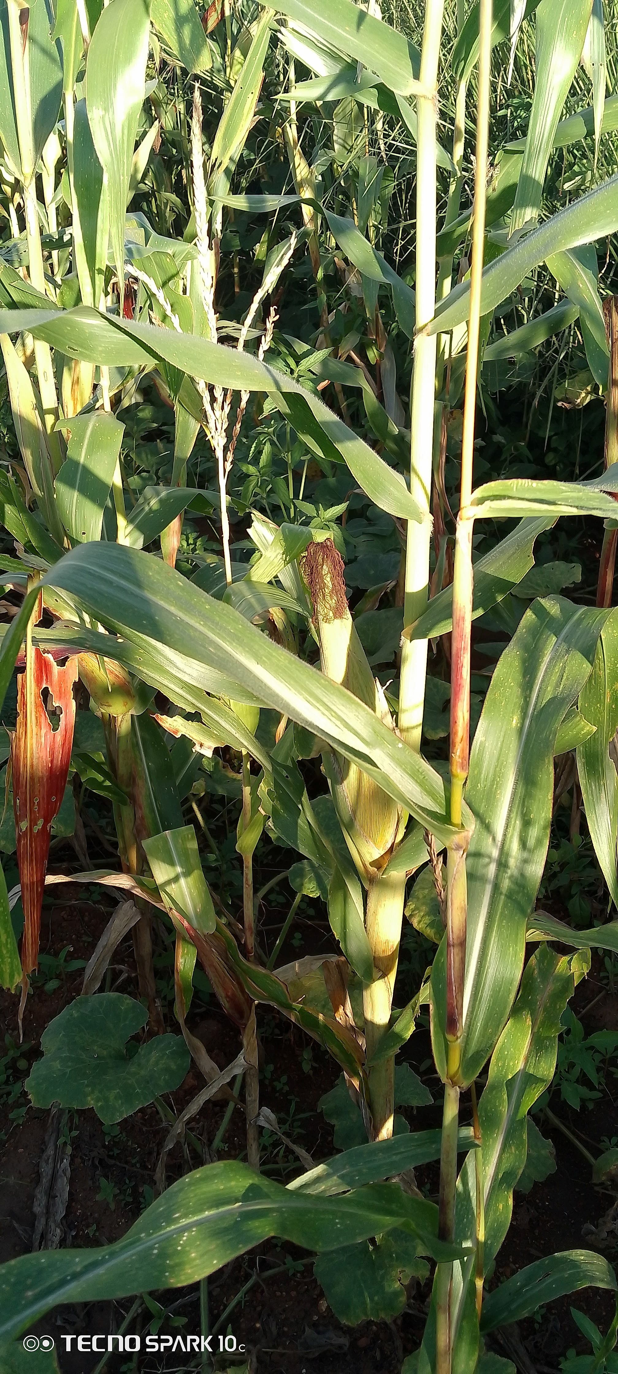 Maize plants are growing in Shabani's field, with developing ears visible and some reddish discoloration on the stalks suggesting possible nutrient stress or pest damage.