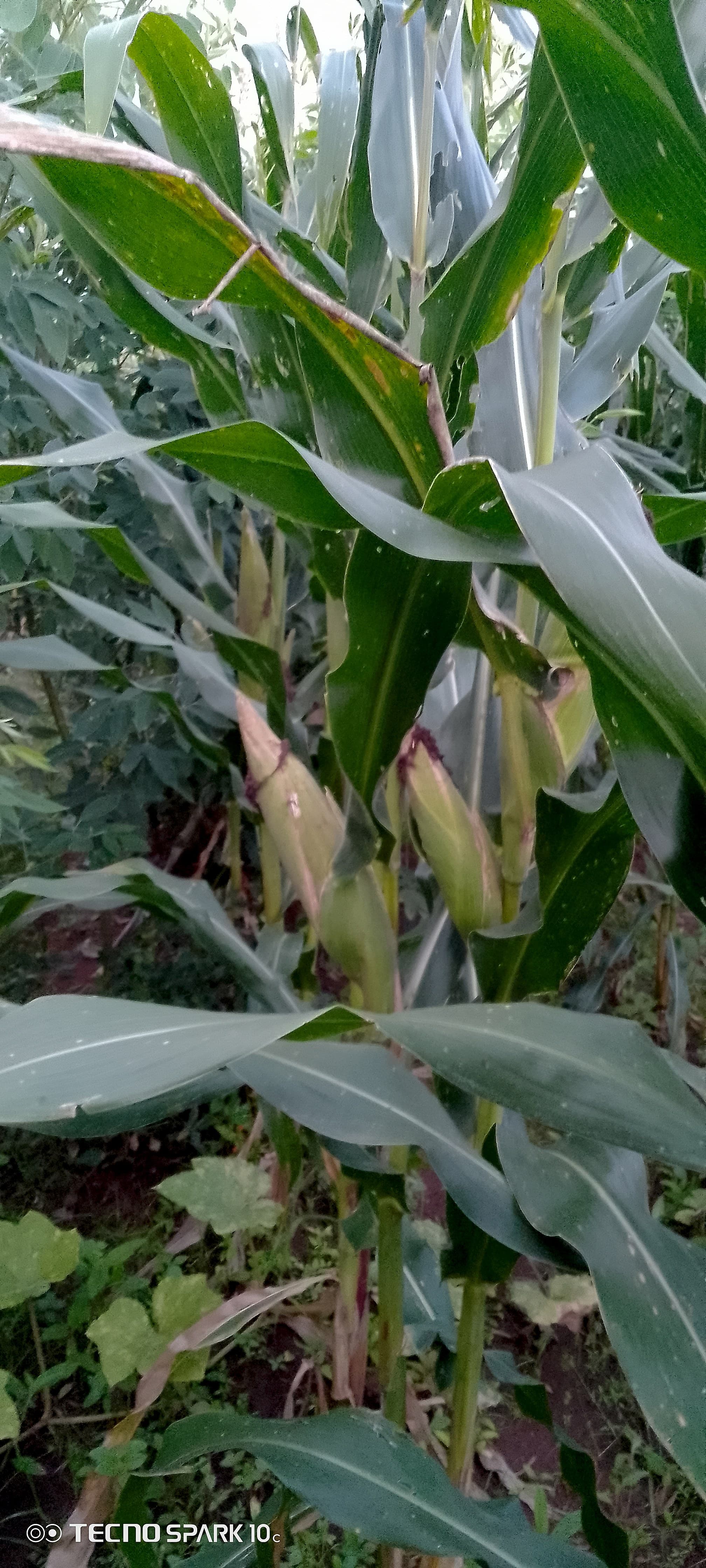 Young maize ears are forming on the stalks in Shabani's field, showing the crop is in an early cob development stage.