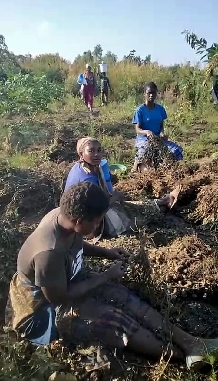 A group of workers are harvesting groundnuts by hand in a field, pulling up plants and sorting through the soil.
