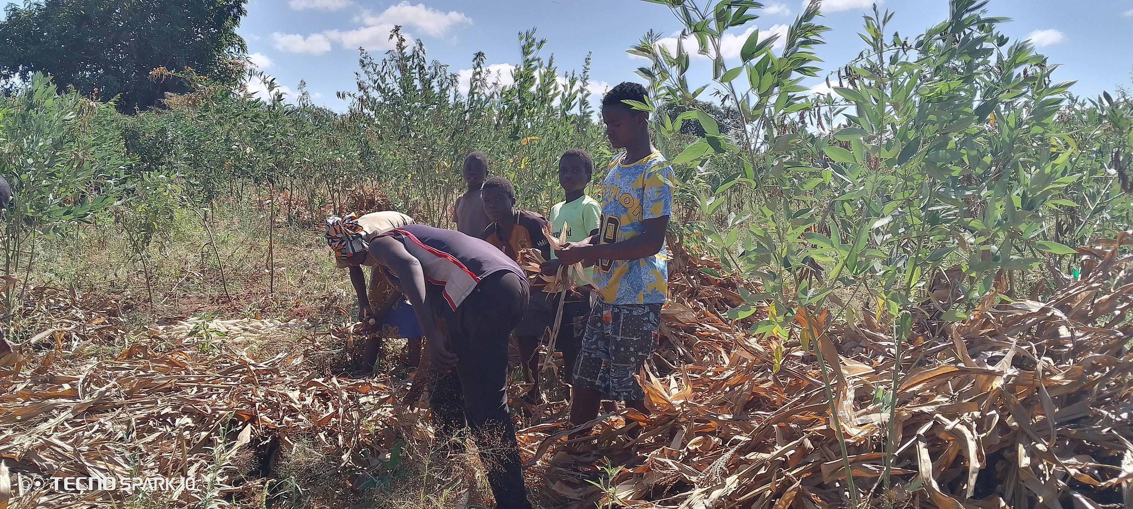 A group of farmers, including youth, work together harvesting dried maize stalks in a field intercropped with green plants.