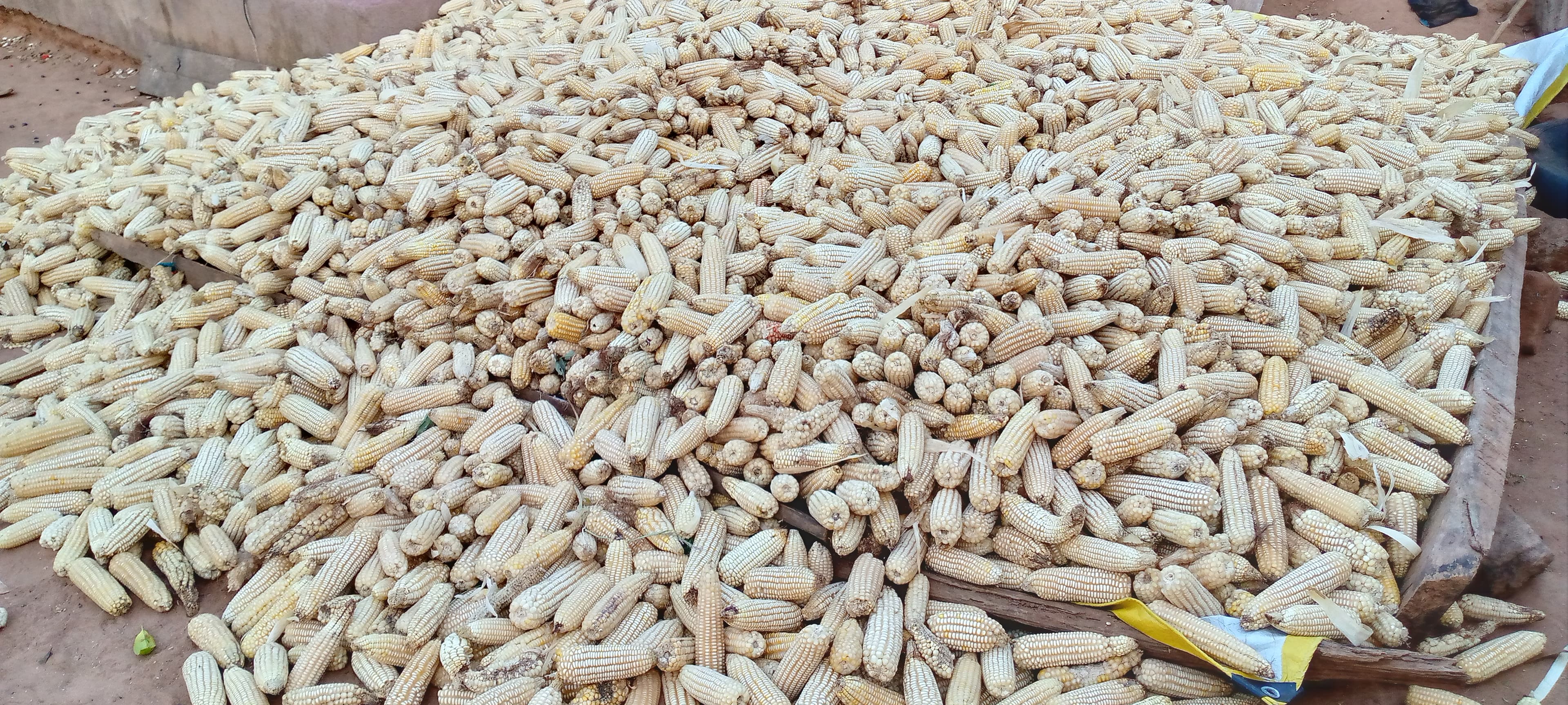 Recently harvested maize
