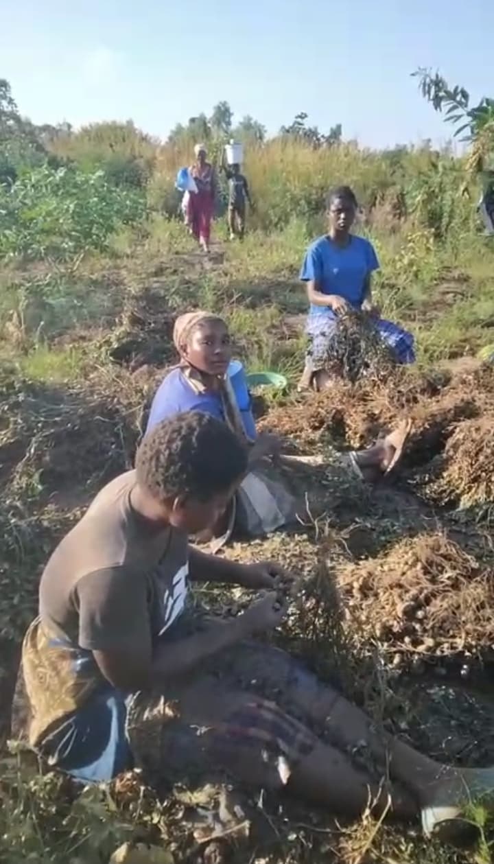 Farm photo