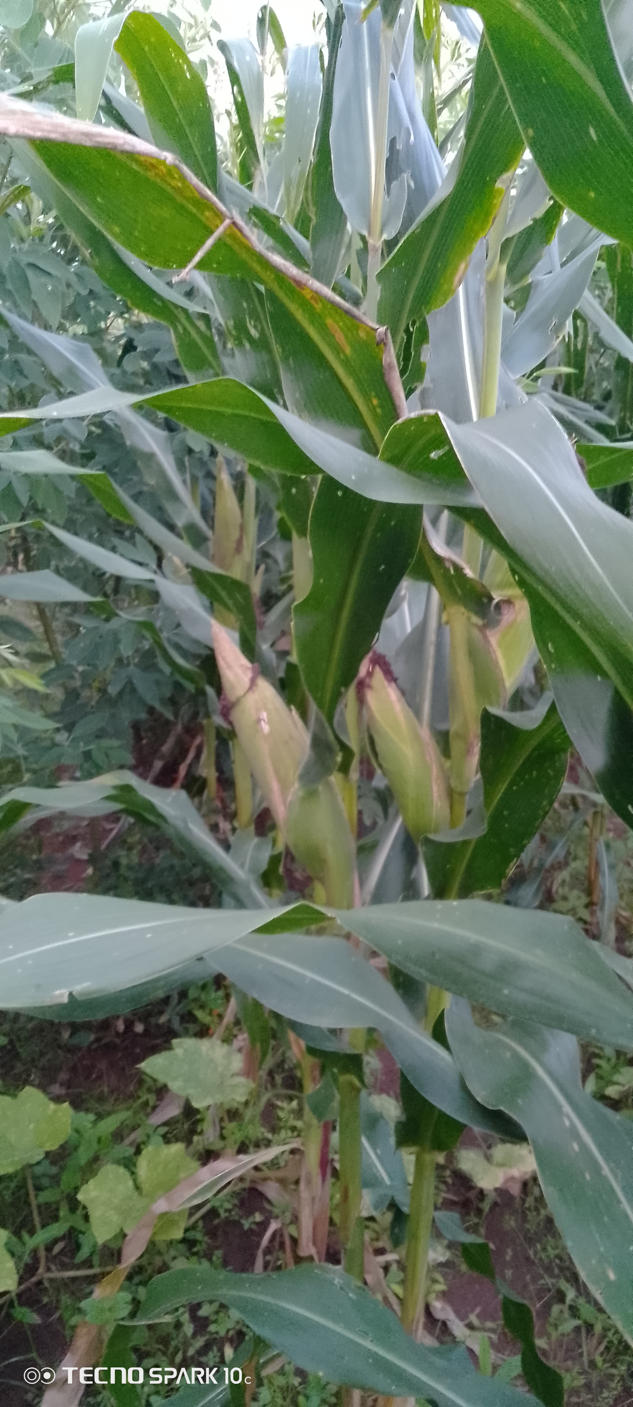 Farm photo