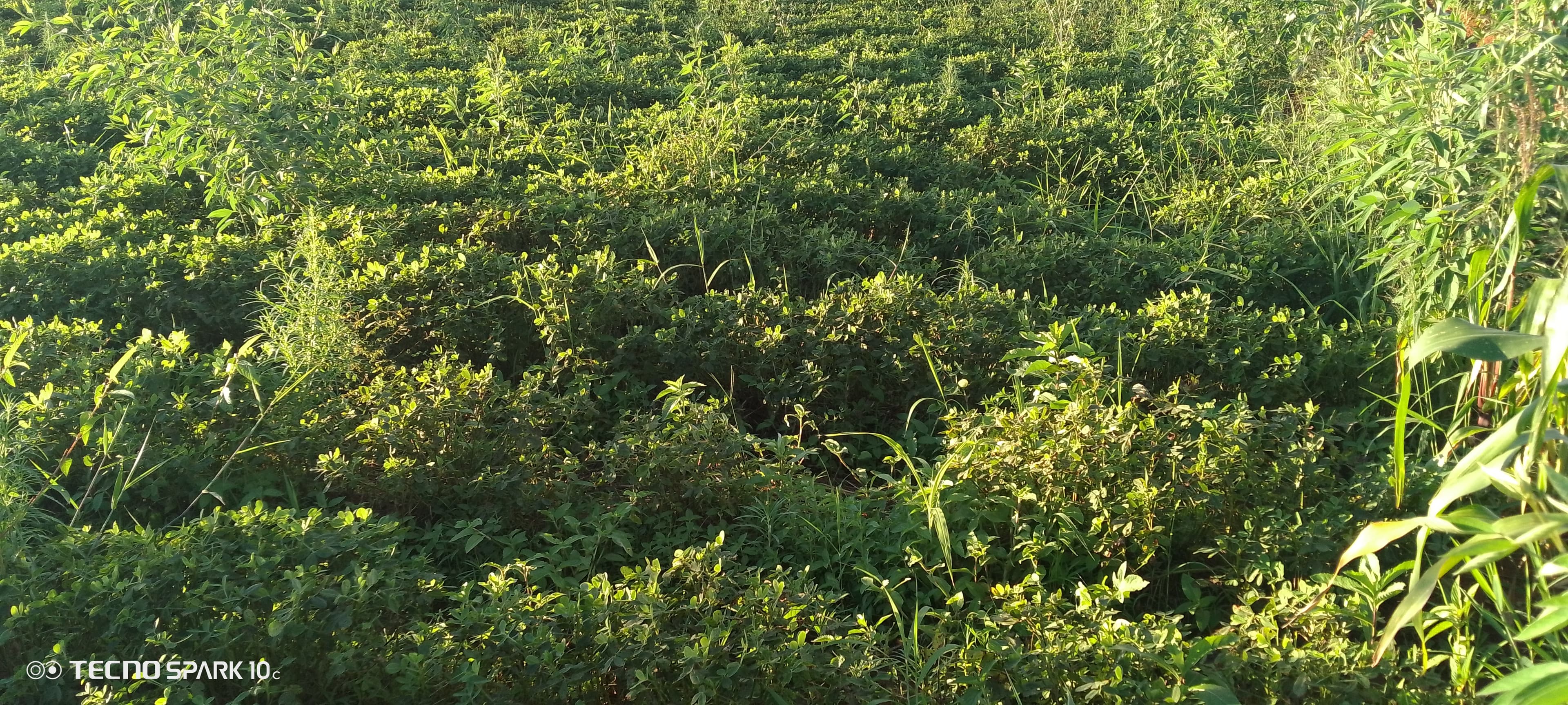 Farm photo